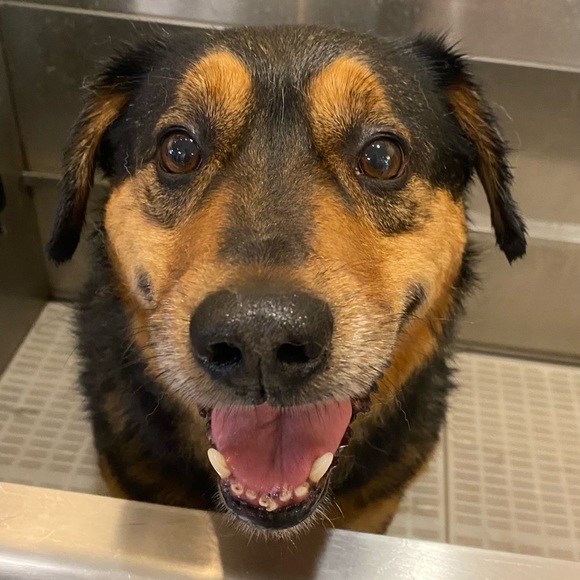 Meet your Posher, Jean - Picture 1 of 1